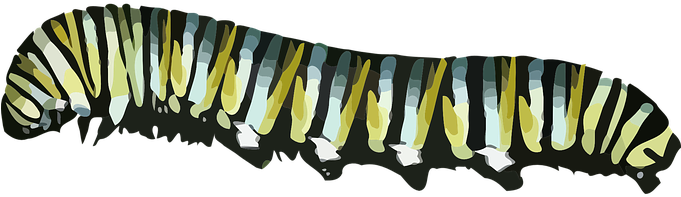 Caterpillar Monarch Butterfly Danaus Plexi - Caterpillar Transparent (680x340)