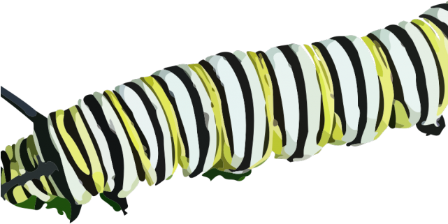 Caterpillar Png Transparent Images - Caterpillar Png (640x480)