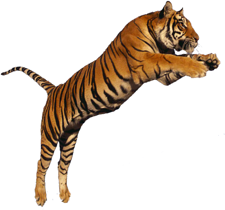Collection Clipart Png Tiger - Tiger Transparent (476x423)
