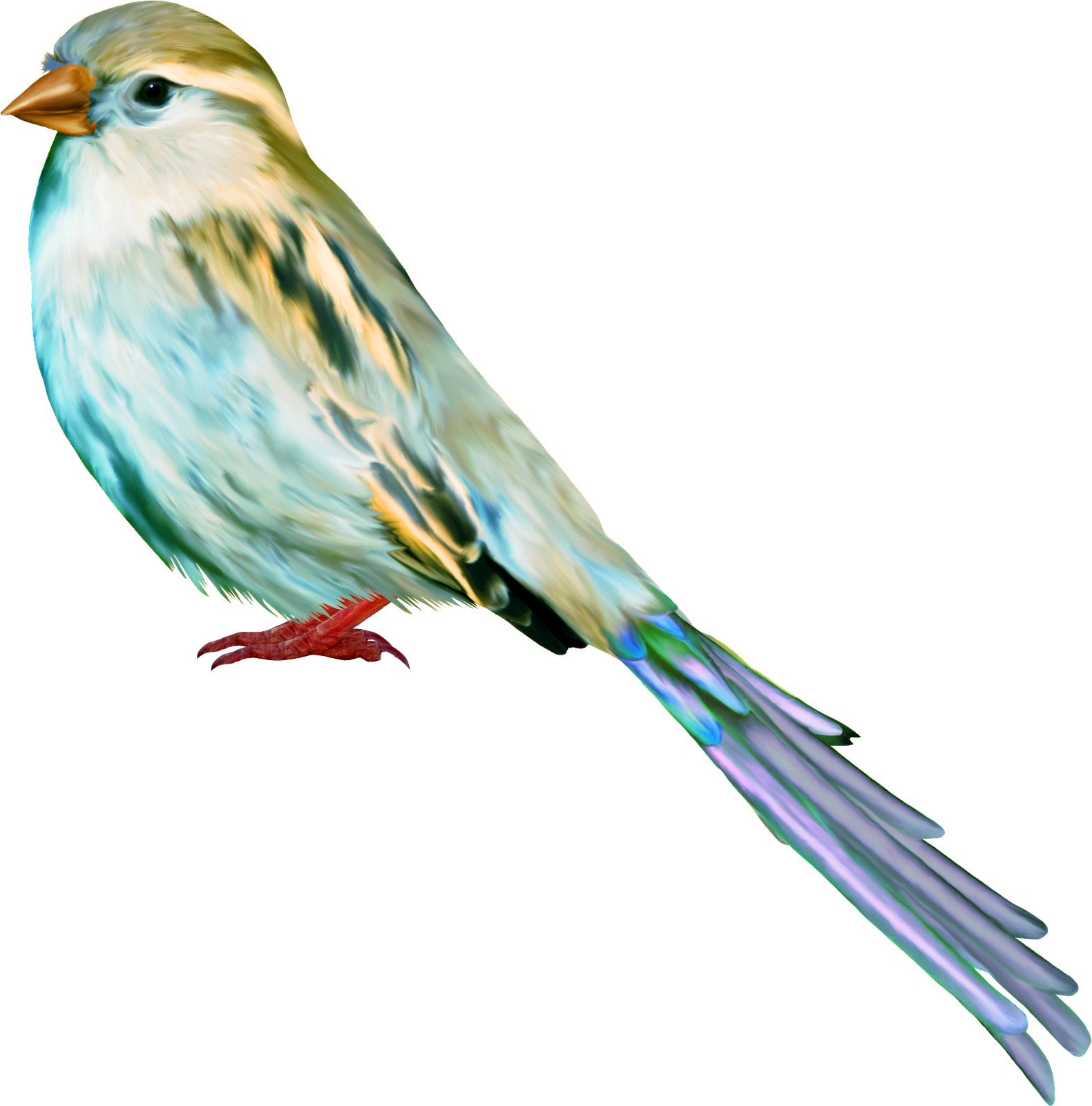 Aves Png - صور عصافير سكرابز (1581x1600)
