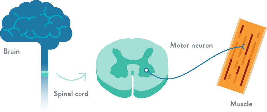 How Muscles Are Affected By Sma - Incidence Of Spinal Muscular Atrophy (914x384)