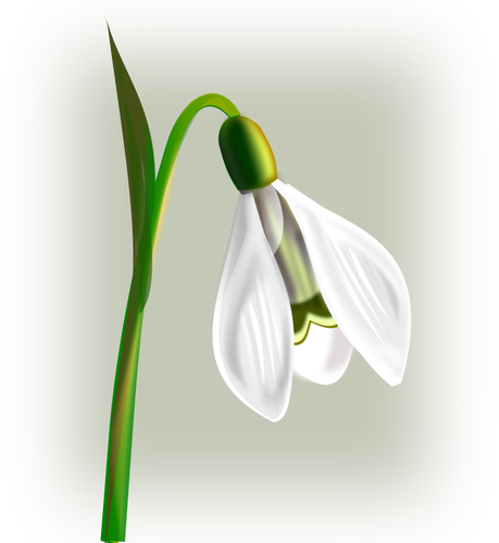 Snowdrop With Three Petals Vector Clip Art - Snowdrop Clipart (459x500)
