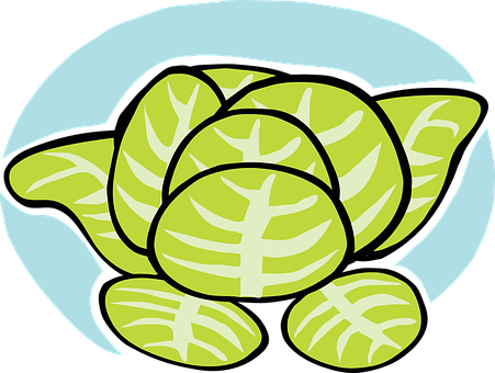 Lettuce Iceberg Veggie Vegetable Leaves Sa - Lettuce Clip Art (451x340)