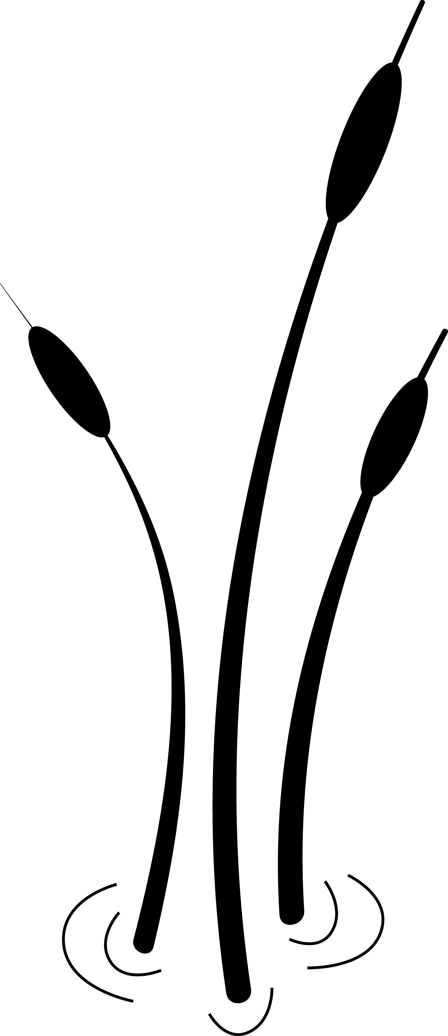 2012spmc Cattails Black - Cattail (1500x3464)
