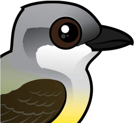 About The Western Kingbird - Western Kingbird (440x440)