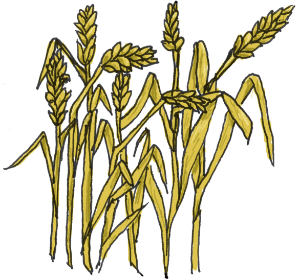 Wheat Clipart - Wheat Clipart (600x563)