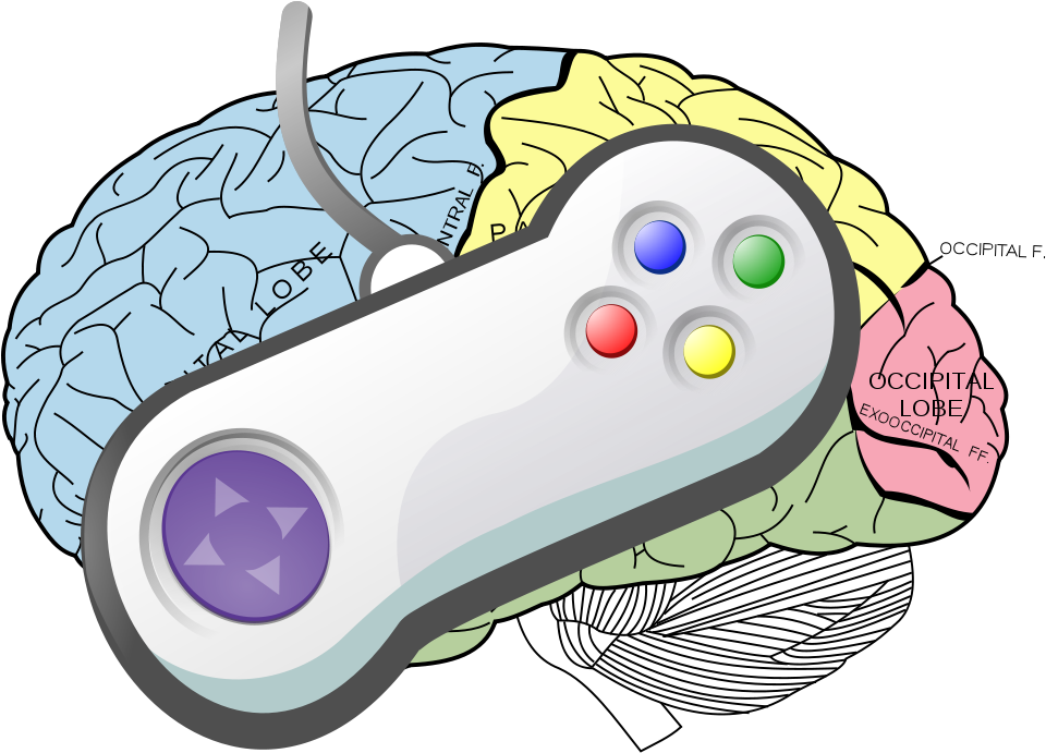 Lobes Of The Brain (1000x722)