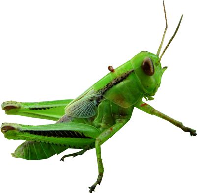 Grasshopper Png Images Free Download - Grasshopper Png (400x400)