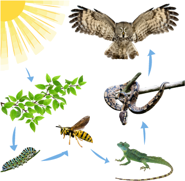 Activity 1 The Food Web - Owl In Flight Sticker (rectangle) (376x376)