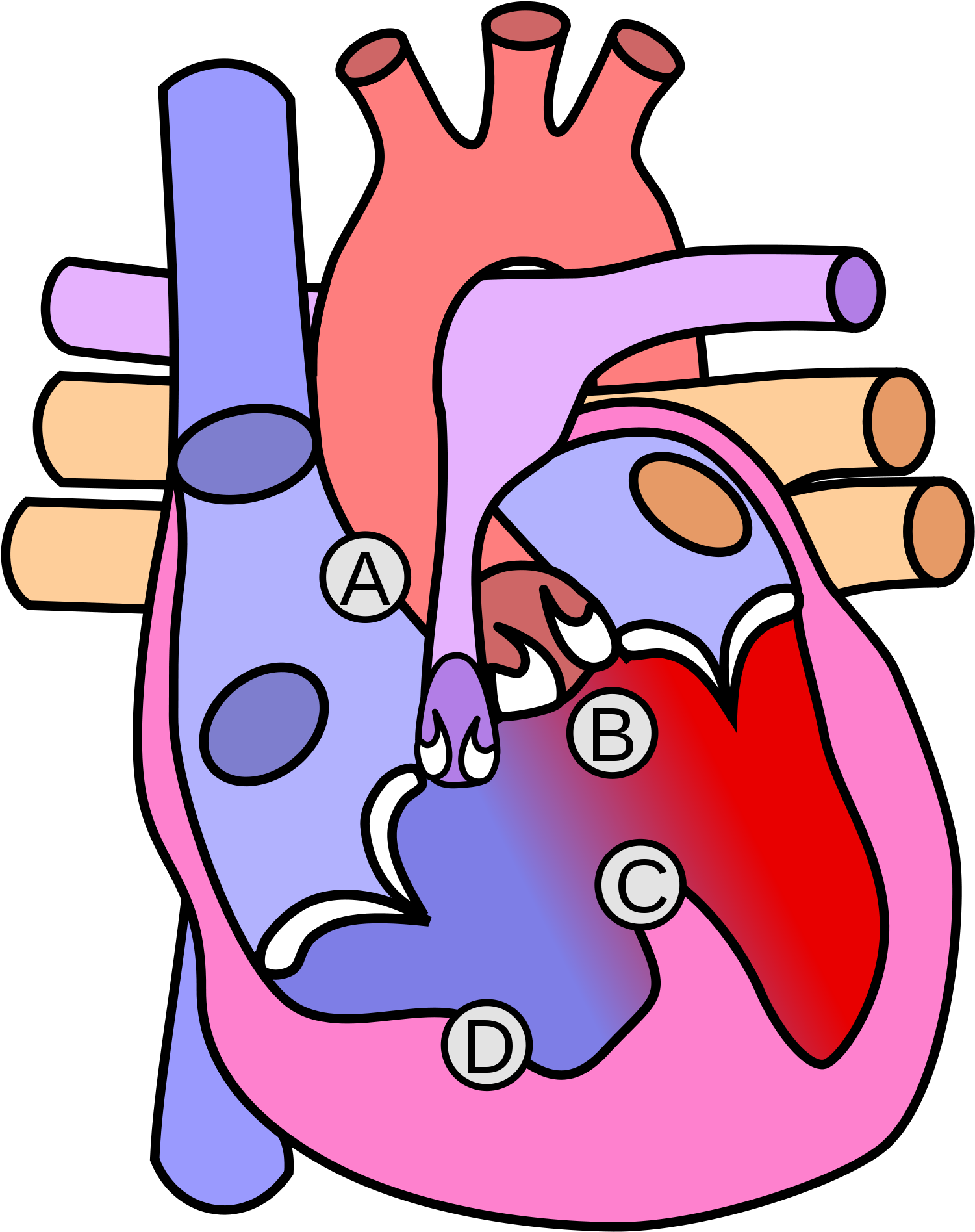Open - Diagram Of The Heart (2000x2141)