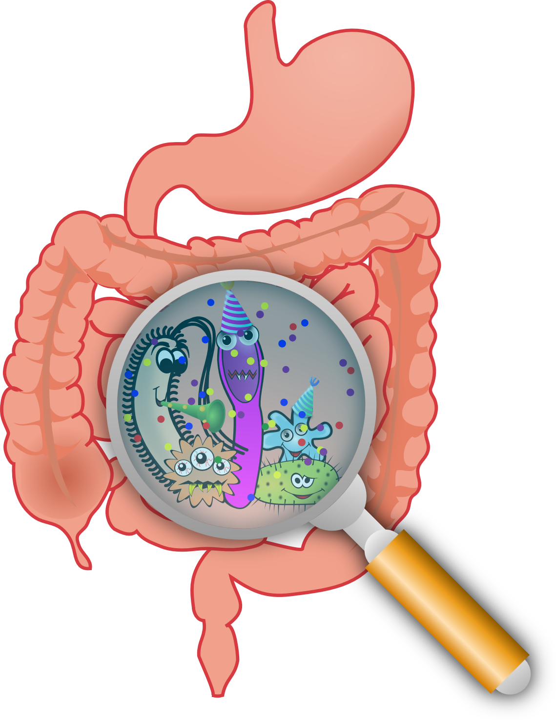 Stomach-bacteria - Bacteria Intestinal (1139x1475)
