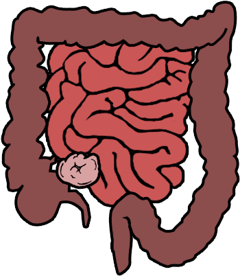 A Female Adult's Small Intestine Is Longer Then The - Small And Large Intestine Cartoon (376x418)