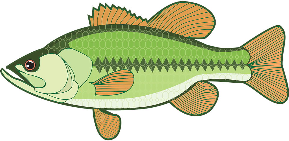 Bass Fish Cliparts - Largemouth Bass Clipart (960x480)