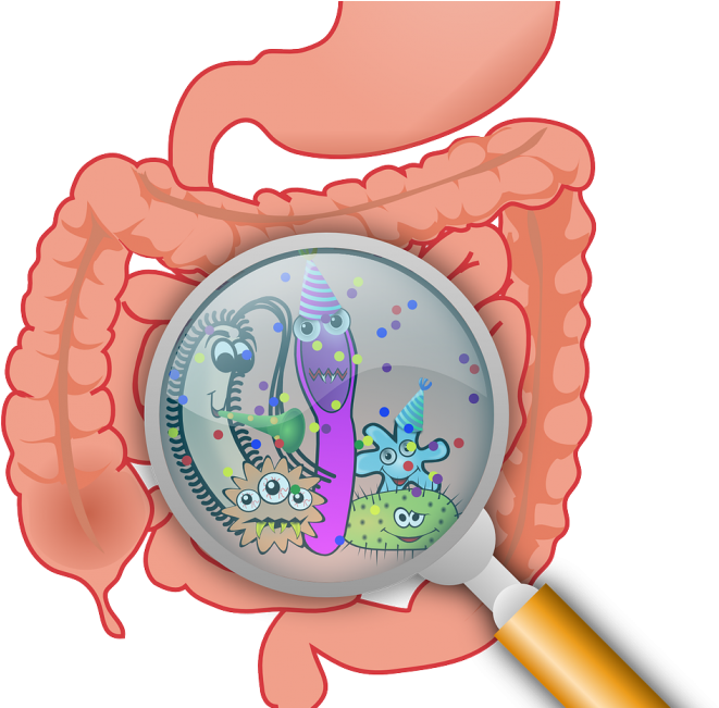 The 1 New Year's Goal You Should Make For 2017 - Essential Handbook To A Healthy Gut (690x650)