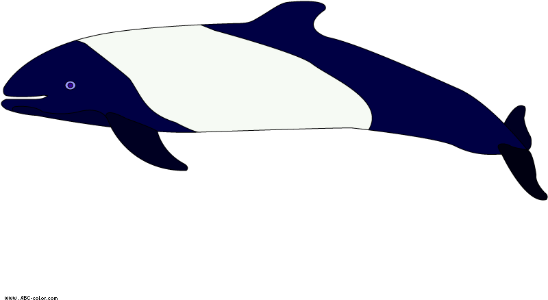 Killer Whale (822x567)