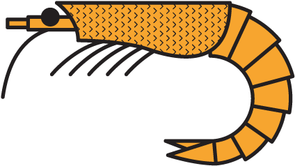 Plancton De Plus De 20 Mm - Plancton De Plus De 20 Mm (640x480)