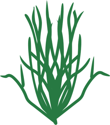 Some Examples Of Species Are - Alga Vector Png (352x400)