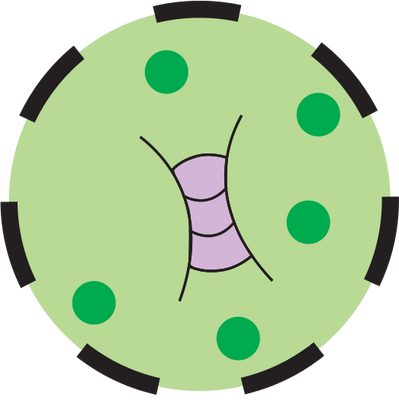 Ian Symbol Concentration Intermittent Phytoplankton - Hypophosphatemia (399x400)