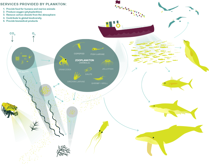 Plankton Lifecycle Ecosystem Diagram - Infographic (753x596)