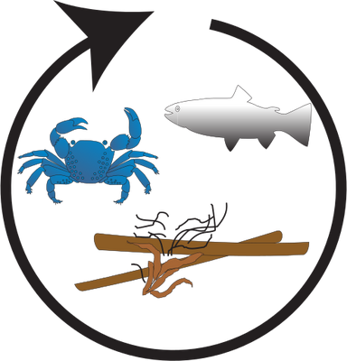 Ian Symbol Food Webs Detrital 2 - Ian Symbol Food Webs Detrital 2 (384x400)