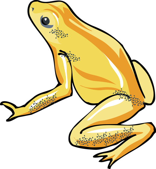 Tree - Frog - Clip - Art - Yellow Frog Clipart (519x563)