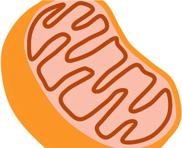 Cover Image - Mitochondria Diagram No Labels (689x516)