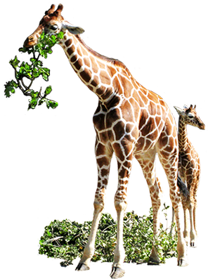 Goat Clipart Eating Leaves - Giraffe Eating White Background (307x415)