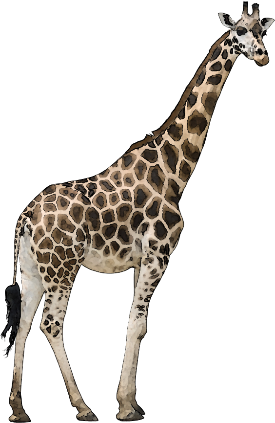 Wild Animal Clipart - Transparent Background Giraffe Png (570x900)