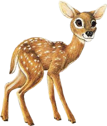 Tubes Cerfs / Chevreuils - Fawn Animated (394x456)