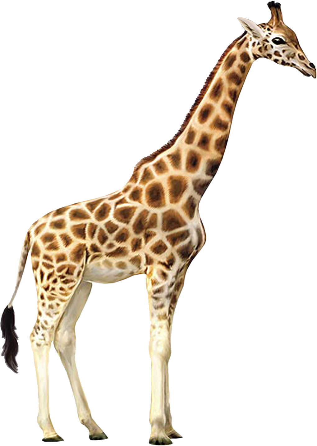 Giraffe Clipart Transparent Background - Giraffe Png (1020x1438)