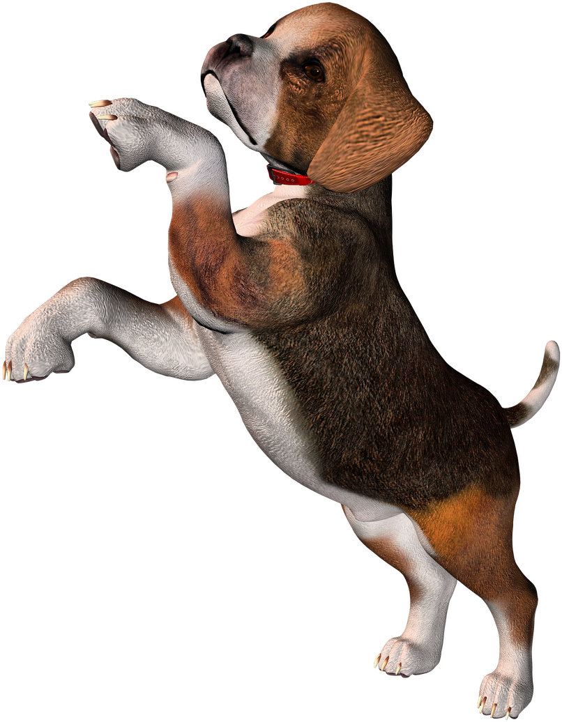 Perro Clipart Beagle - Beagle Puppy Clipart Transparent (1600x1131)