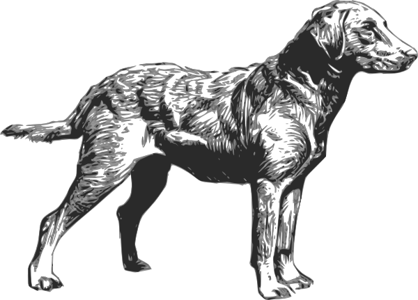 Chesapeake Bay Retriever Clip Art - Chesapeake Bay Retriever Silhouette (600x431)