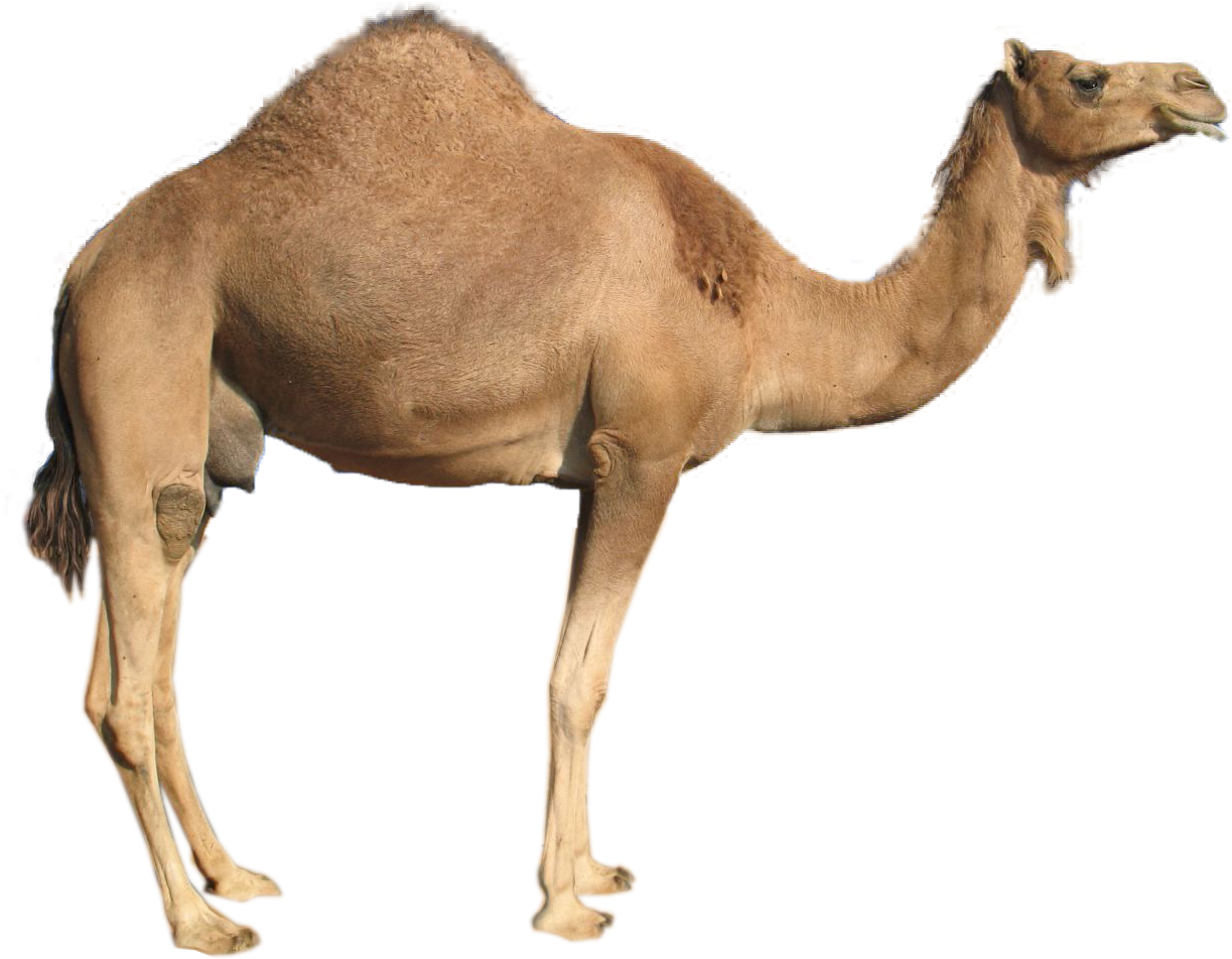 Camel Png (1280x1024)