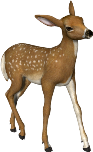 Deer Clipart - - Roe Deer Clipart (317x511)