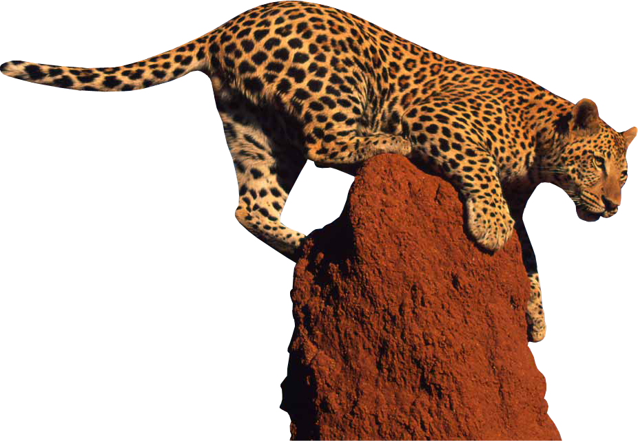 Leopard Png Clipart - Leopard Png (926x641)