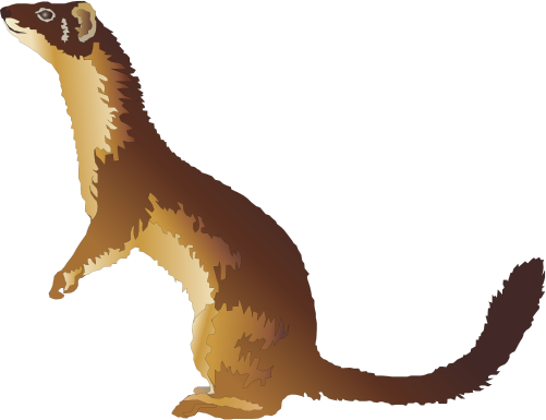 Weasel Clipart (501x385)