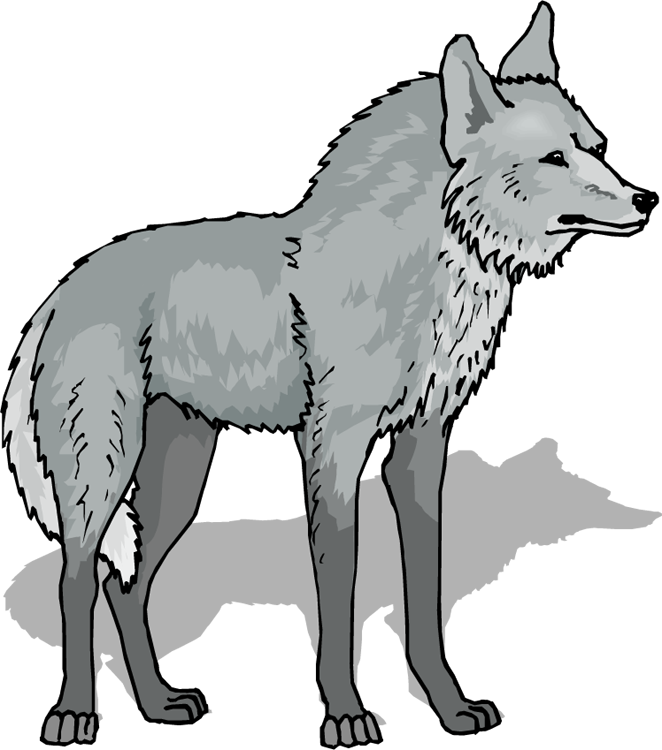 Wolf Clipart - Wolves Clipart (662x750)