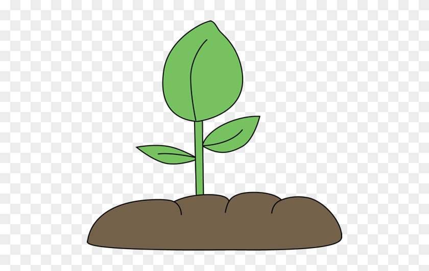 Plant - Plant Clip Art #919