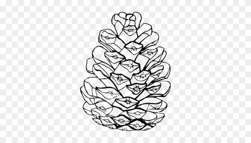Pinecone Clipart - Pinecone Coloring Page #1239