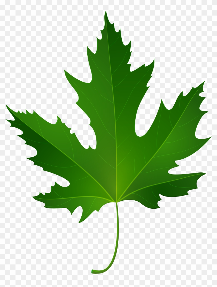 Maple Leaf Png Clip Art - Maple Leaf Png Clip Art #1305