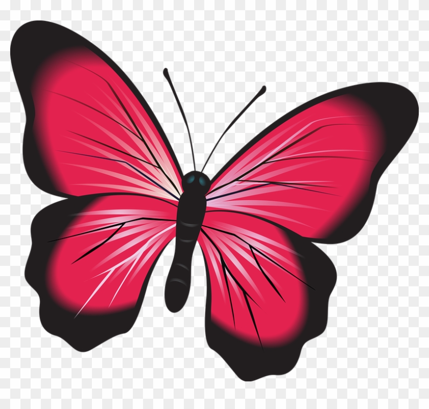 Butterfly Pink Clip Art Insect Nature Natural Bug - Fluturi Imagini #1617