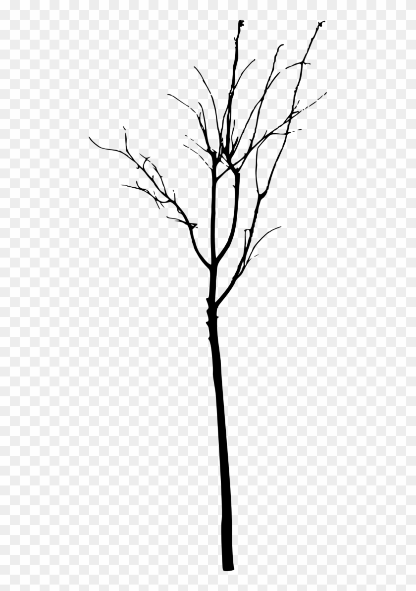 Free Png Simple Bare Tree Silhouette Png Images Transparent - Free Png Simple Bare Tree Silhouette Png Images Transparent #1635