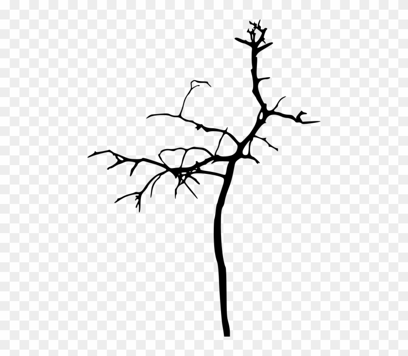 Free Png Simple Bare Tree Silhouette Png Images Transparent - Tree #1837