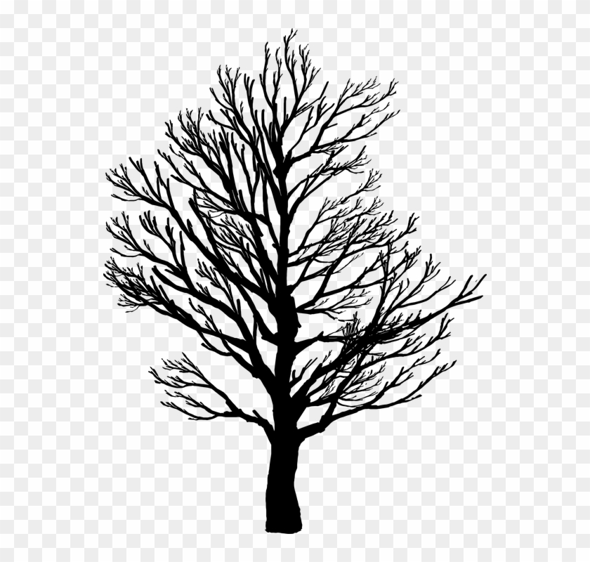 Barren, Branches, Nature, Plant, Plants, Silhouette - Screws Us Up Most In Life #2417