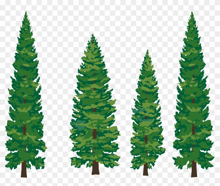 Clip - Art - Pine - Tree - Pine Tree Clipart Png #2448