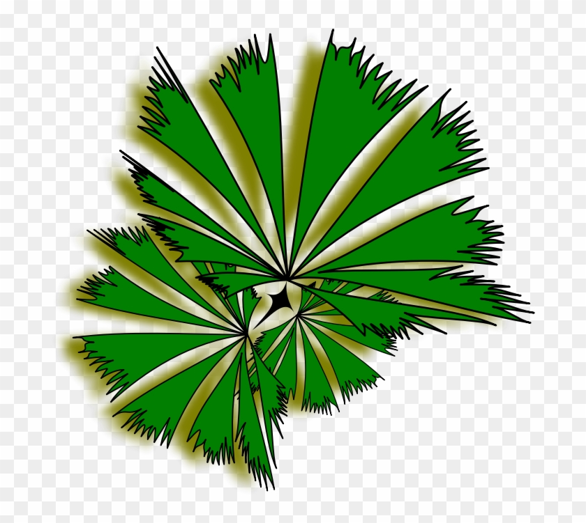 Palm Raphis 01a - Palm Tree Top View Clipart #2754