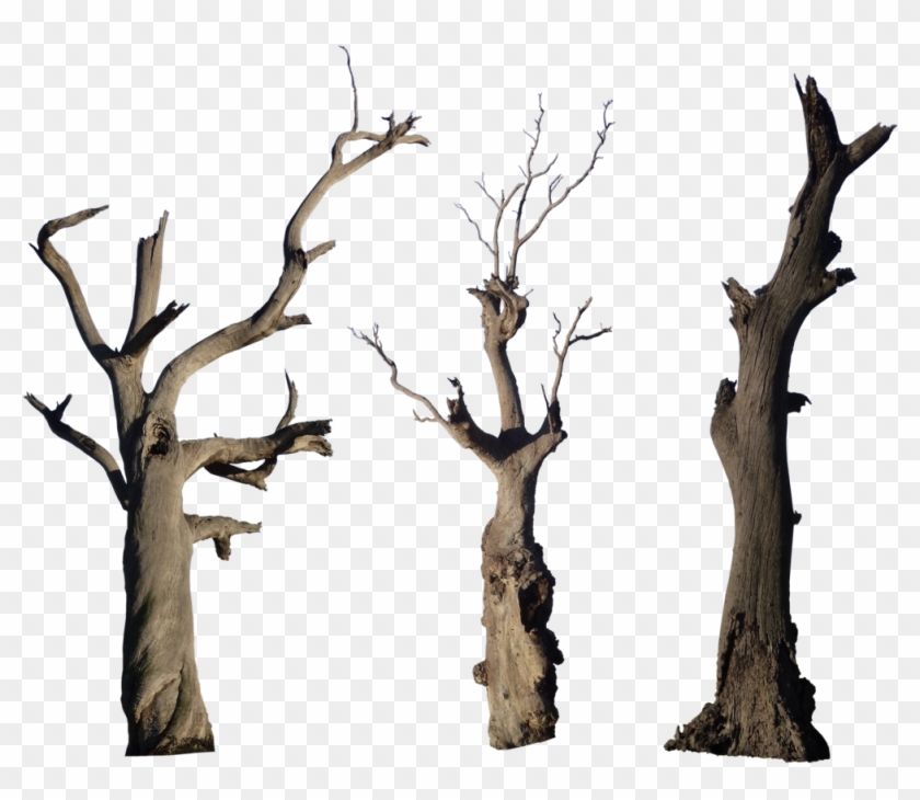 Dead Tree Pack - Bare Tree Branch Png #2909