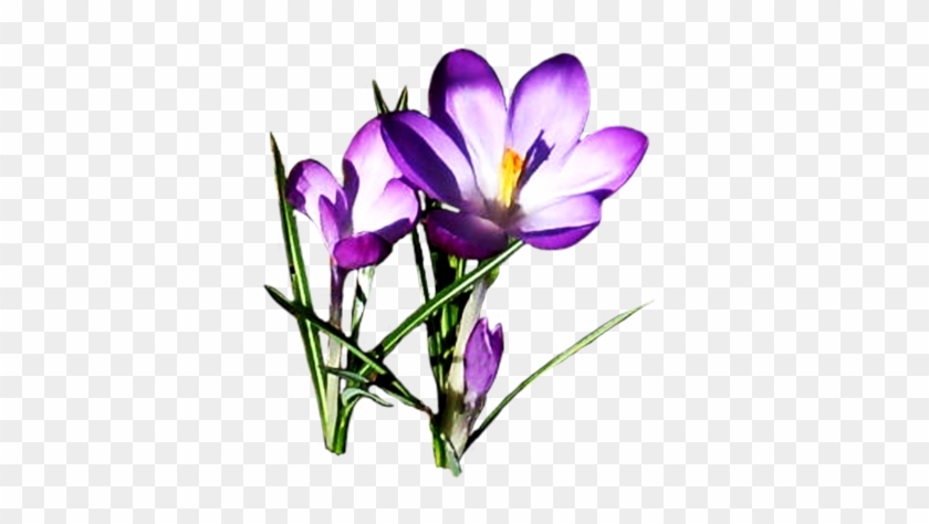 Lilac Crocus - Purple Spring Flowers Clipart #3116