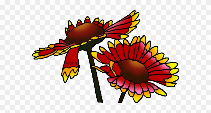 State Wild Flower Of Oklahoma - Indian Blanket Flower Clipart #3172