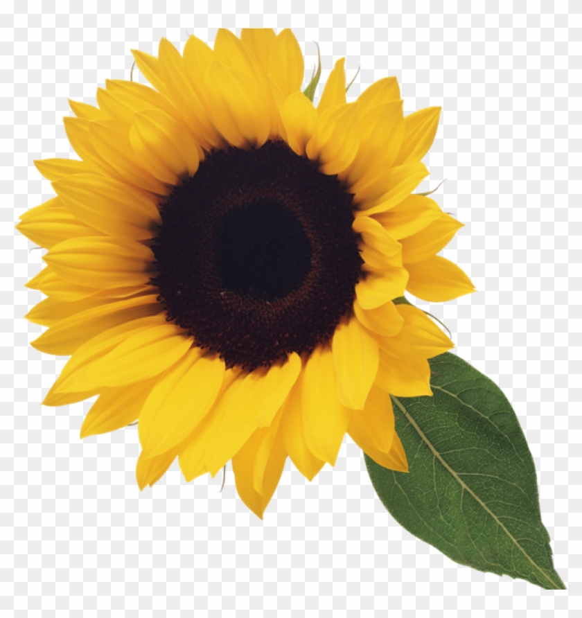 Free Free 230 Transparent Background Realistic Sunflower Svg SVG PNG EPS DXF File